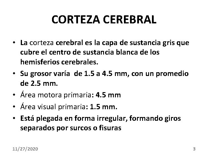 CORTEZA CEREBRAL • La corteza cerebral es la capa de sustancia gris que cubre