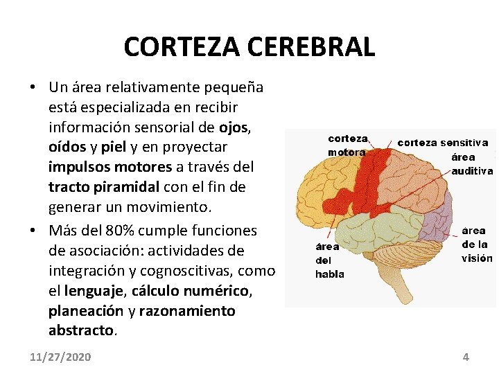 CORTEZA CEREBRAL • Un área relativamente pequeña está especializada en recibir información sensorial de