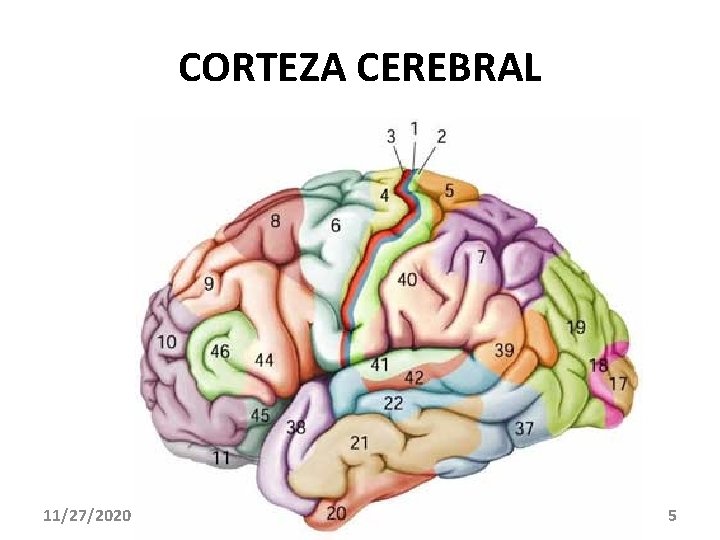 CORTEZA CEREBRAL 11/27/2020 5 