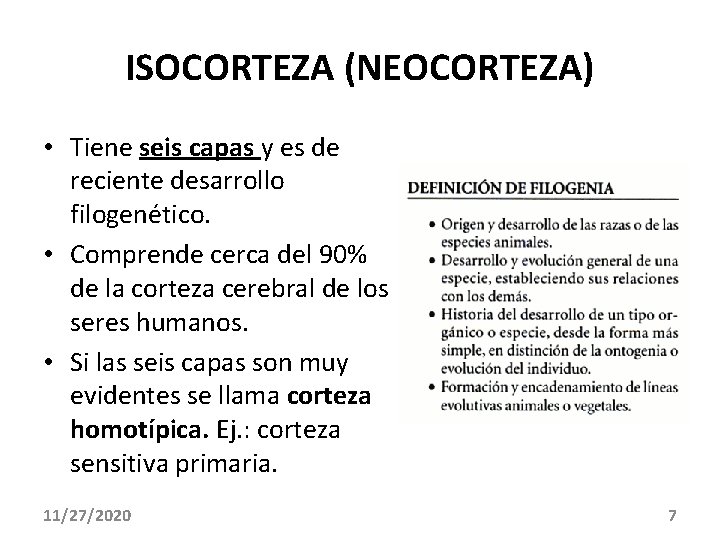 ISOCORTEZA (NEOCORTEZA) • Tiene seis capas y es de reciente desarrollo filogenético. • Comprende