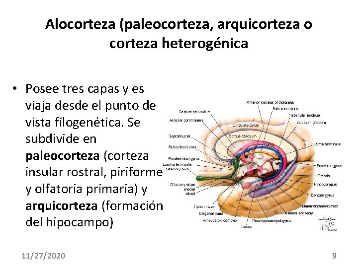 Alocorteza (paleocorteza, arquicorteza o corteza heterogénica • Posee tres capas y es viaja desde