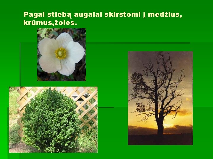 Pagal stiebą augalai skirstomi į medžius, krūmus, žoles. 