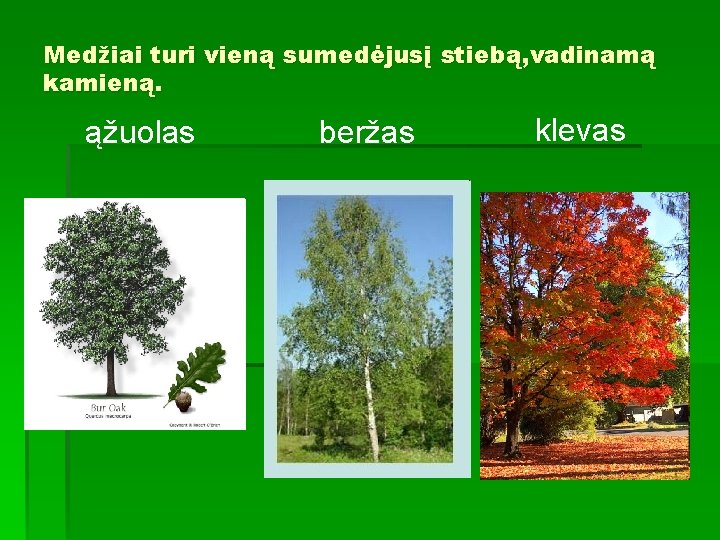 Medžiai turi vieną sumedėjusį stiebą, vadinamą kamieną. ąžuolas beržas klevas 