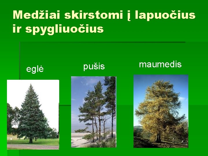 Medžiai skirstomi į lapuočius ir spygliuočius eglė pušis maumedis 