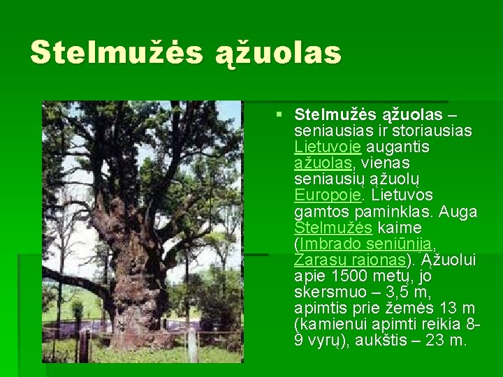 Stelmužės ąžuolas § Stelmužės ąžuolas – seniausias ir storiausias Lietuvoje augantis ąžuolas, vienas seniausių