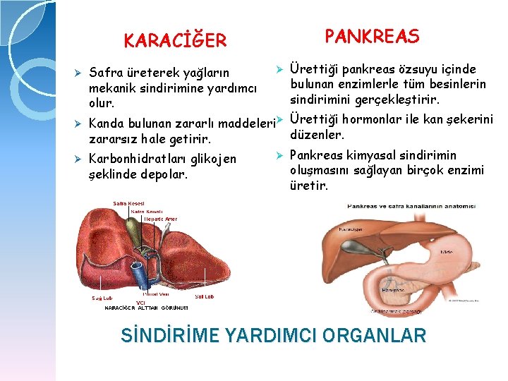 PANKREAS KARACİĞER Ø Safra üreterek yağların mekanik sindirimine yardımcı olur. Ø Ürettiği pankreas özsuyu