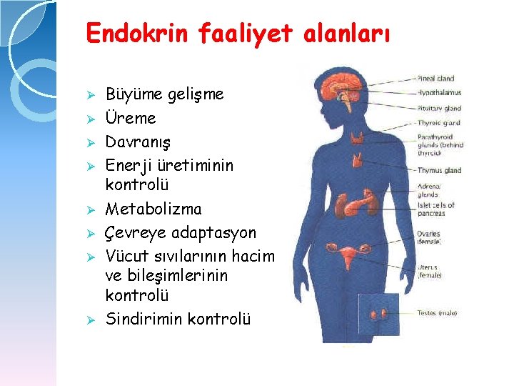 Endokrin faaliyet alanları Ø Ø Ø Ø Büyüme gelişme Üreme Davranış Enerji üretiminin kontrolü