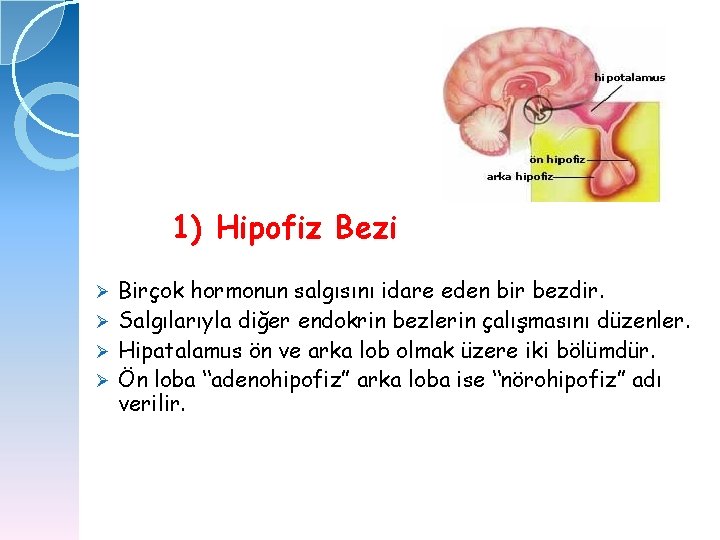 1) Hipofiz Bezi Birçok hormonun salgısını idare eden bir bezdir. Ø Salgılarıyla diğer endokrin