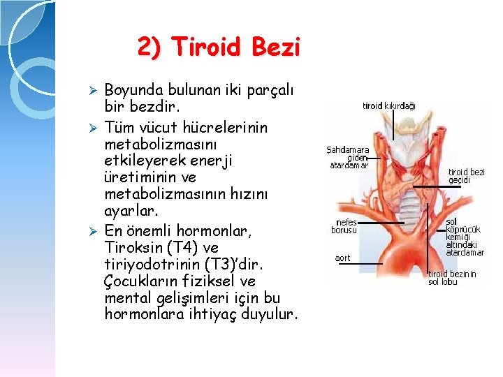 2) Tiroid Bezi Boyunda bulunan iki parçalı bir bezdir. Ø Tüm vücut hücrelerinin metabolizmasını