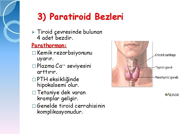 3) Paratiroid Bezleri Tiroid çevresinde bulunan 4 adet bezdir. Parathormon: � Kemik rezorbsiyonunu uyarır.
