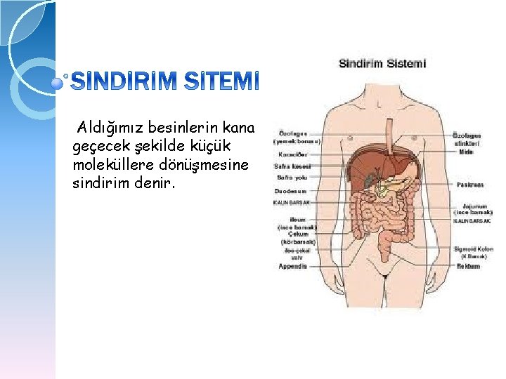 Aldığımız besinlerin kana geçecek şekilde küçük moleküllere dönüşmesine sindirim denir. 