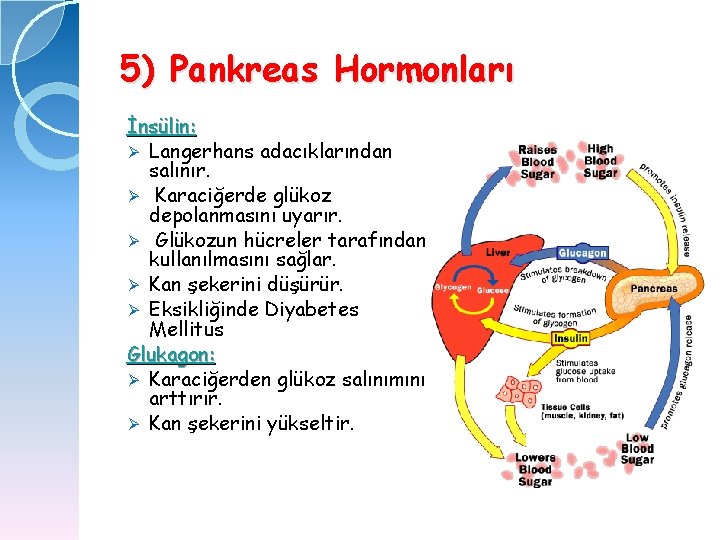 5) Pankreas Hormonları İnsülin: Ø Langerhans adacıklarından salınır. Ø Karaciğerde glükoz depolanmasını uyarır. Ø