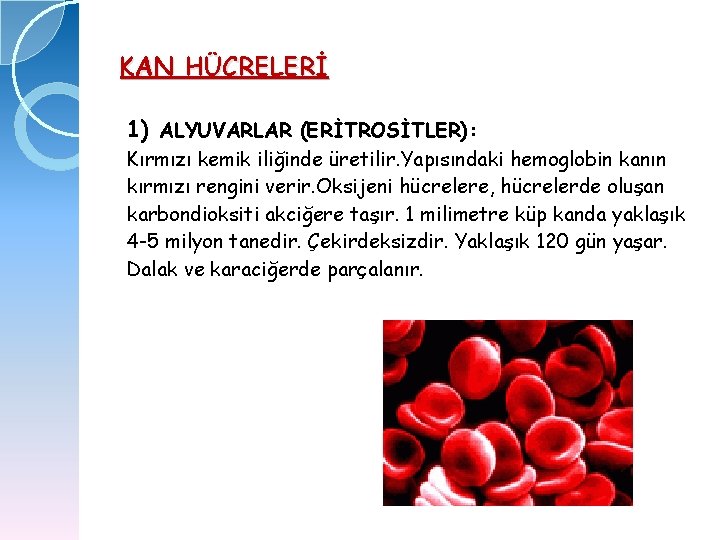 KAN HÜCRELERİ 1) ALYUVARLAR (ERİTROSİTLER): Kırmızı kemik iliğinde üretilir. Yapısındaki hemoglobin kanın kırmızı rengini