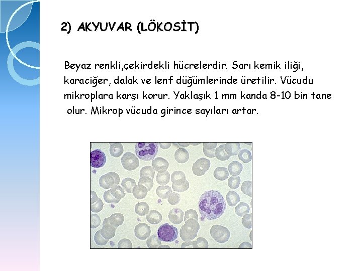 2) AKYUVAR (LÖKOSİT) Beyaz renkli, çekirdekli hücrelerdir. Sarı kemik iliği, karaciğer, dalak ve lenf