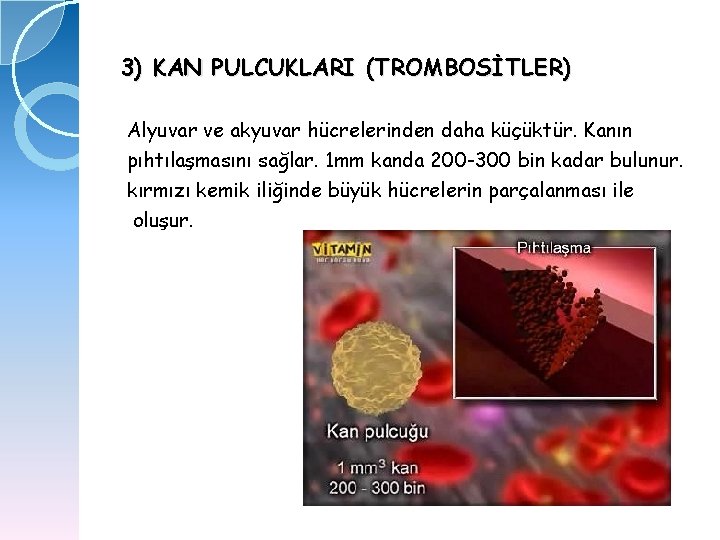 3) KAN PULCUKLARI (TROMBOSİTLER) Alyuvar ve akyuvar hücrelerinden daha küçüktür. Kanın pıhtılaşmasını sağlar. 1