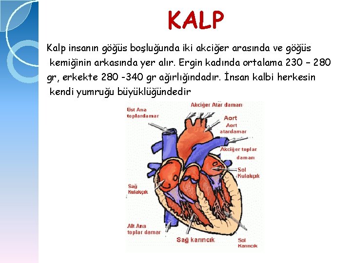 KALP Kalp insanın göğüs boşluğunda iki akciğer arasında ve göğüs kemiğinin arkasında yer alır.