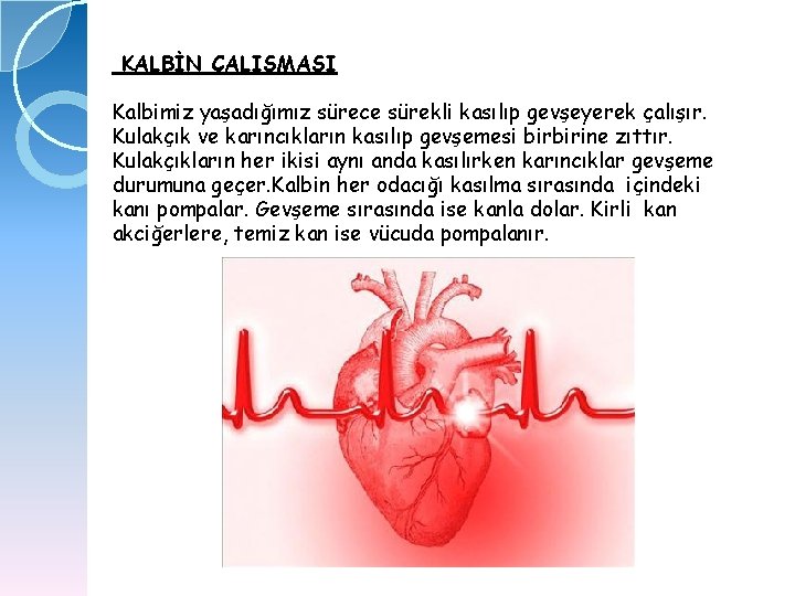 KALBİN ÇALIŞMASI Kalbimiz yaşadığımız sürece sürekli kasılıp gevşeyerek çalışır. Kulakçık ve karıncıkların kasılıp gevşemesi