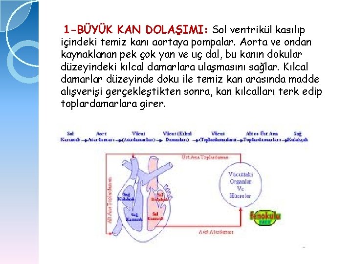 1 -BÜYÜK KAN DOLAŞIMI: Sol ventrikül kasılıp içindeki temiz kanı aortaya pompalar. Aorta ve