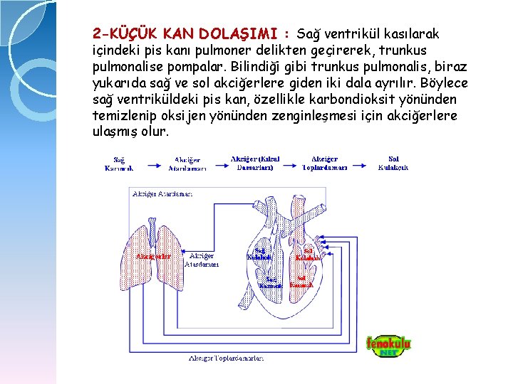 2 -KÜÇÜK KAN DOLAŞIMI : Sağ ventrikül kasılarak içindeki pis kanı pulmoner delikten geçirerek,