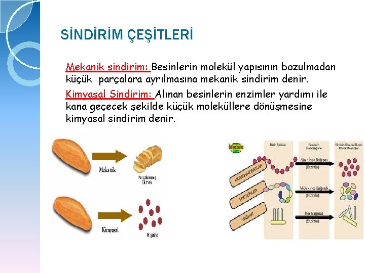 SİNDİRİM ÇEŞİTLERİ Mekanik sindirim: Besinlerin molekül yapısının bozulmadan küçük parçalara ayrılmasına mekanik sindirim denir.