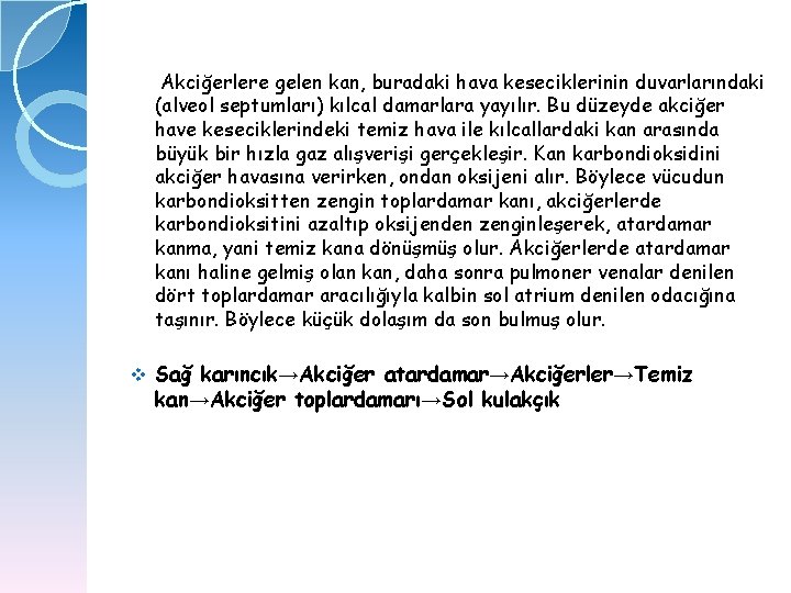 Akciğerlere gelen kan, buradaki hava keseciklerinin duvarlarındaki (alveol septumları) kılcal damarlara yayılır. Bu düzeyde