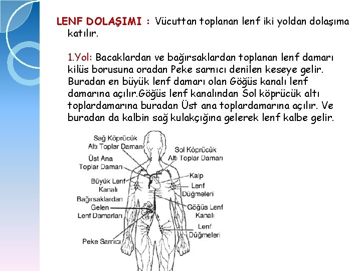 LENF DOLAŞIMI : Vücuttan toplanan lenf iki yoldan dolaşıma katılır. 1. Yol: Bacaklardan ve