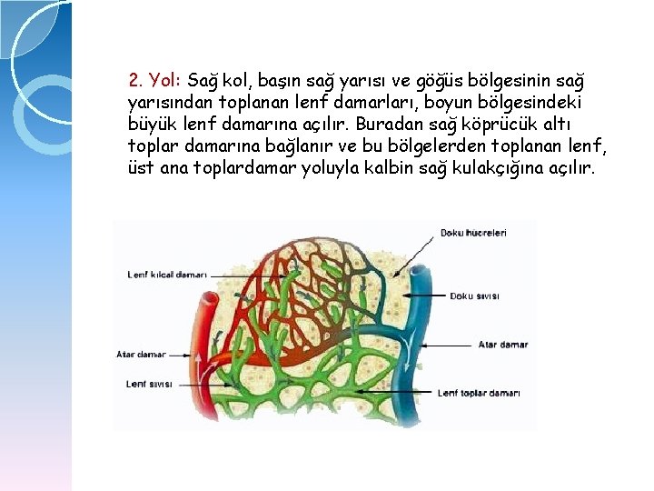 2. Yol: Sağ kol, başın sağ yarısı ve göğüs bölgesinin sağ yarısından toplanan lenf