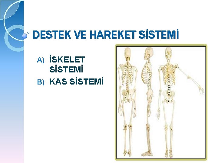 DESTEK VE HAREKET SİSTEMİ İSKELET SİSTEMİ B) KAS SİSTEMİ A) 