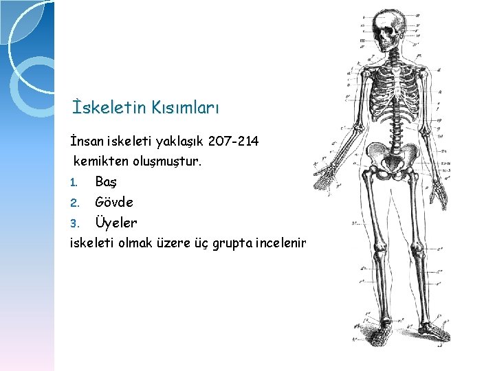 İskeletin Kısımları İnsan iskeleti yaklaşık 207 -214 kemikten oluşmuştur. 1. 2. 3. Baş Gövde