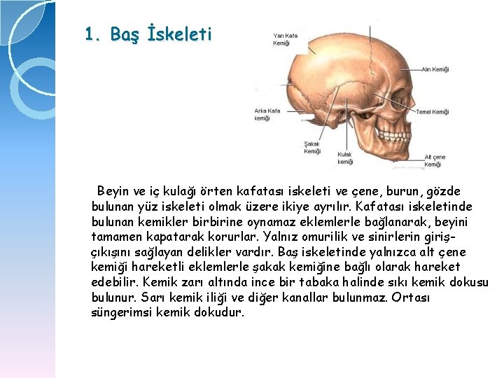 1. Baş İskeleti Beyin ve iç kulağı örten kafatası iskeleti ve çene, burun, gözde