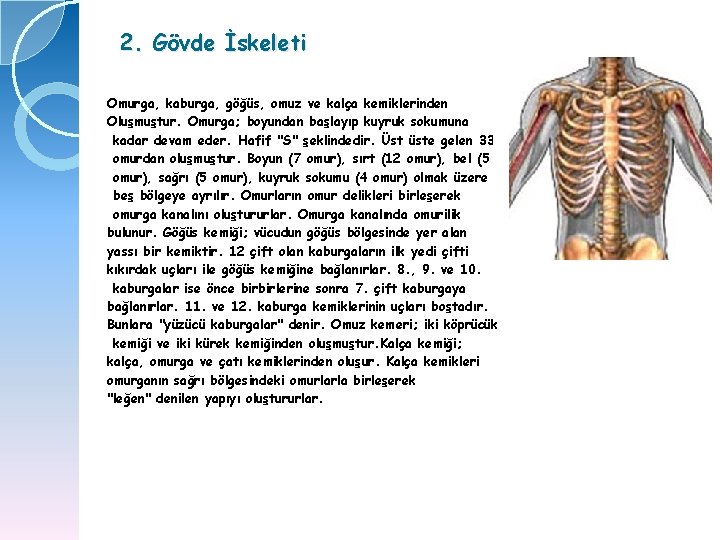 2. Gövde İskeleti Omurga, kaburga, göğüs, omuz ve kalça kemiklerinden Oluşmuştur. Omurga; boyundan başlayıp