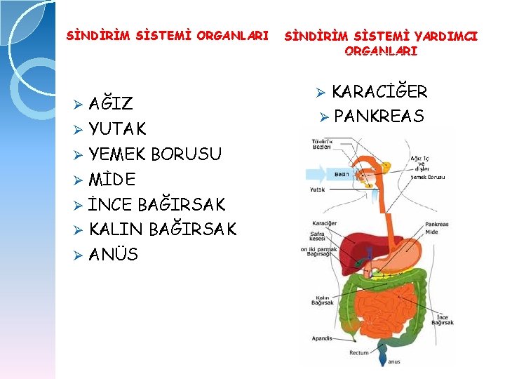 SİNDİRİM SİSTEMİ ORGANLARI AĞIZ Ø YUTAK Ø YEMEK BORUSU Ø MİDE Ø İNCE BAĞIRSAK