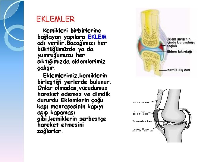EKLEMLER Kemikleri birbirlerine bağlayan yapılara EKLEM adı verilir. Bacağımızı her büktüğümüzde ya da yumruğumuzu
