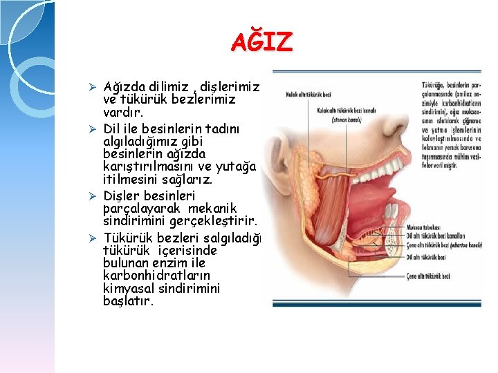 AĞIZ Ağızda dilimiz , dişlerimiz ve tükürük bezlerimiz vardır. Ø Dil ile besinlerin tadını