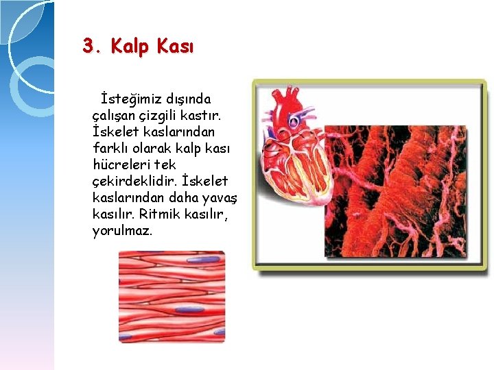 3. Kalp Kası İsteğimiz dışında çalışan çizgili kastır. İskelet kaslarından farklı olarak kalp kası