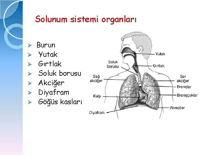 Solunum sistemi organları Ø Ø Ø Ø Burun Yutak Gırtlak Soluk borusu Akciğer Diyafram