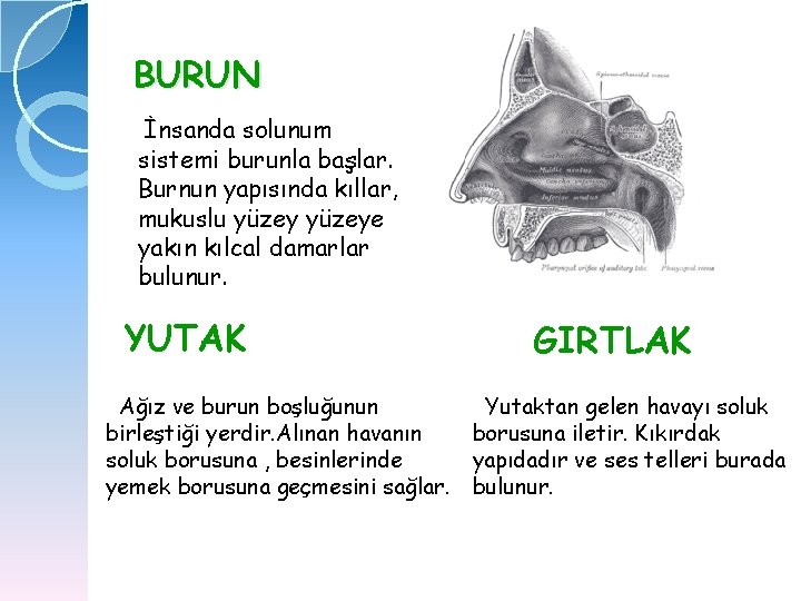 BURUN İnsanda solunum sistemi burunla başlar. Burnun yapısında kıllar, mukuslu yüzeye yakın kılcal damarlar