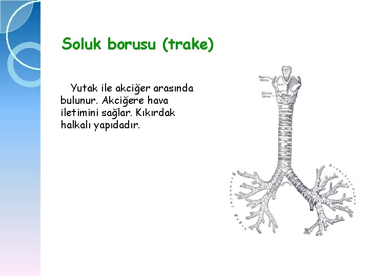 Soluk borusu (trake) Yutak ile akciğer arasında bulunur. Akciğere hava iletimini sağlar. Kıkırdak halkalı