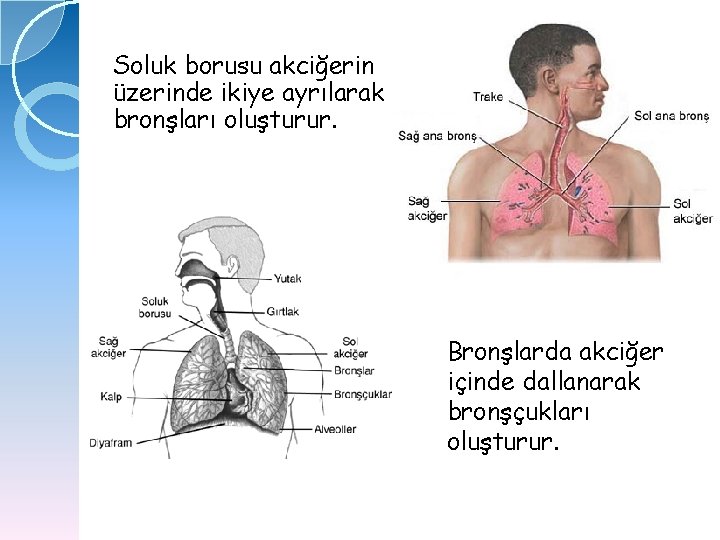 Soluk borusu akciğerin üzerinde ikiye ayrılarak bronşları oluşturur. Bronşlarda akciğer içinde dallanarak bronşçukları oluşturur.