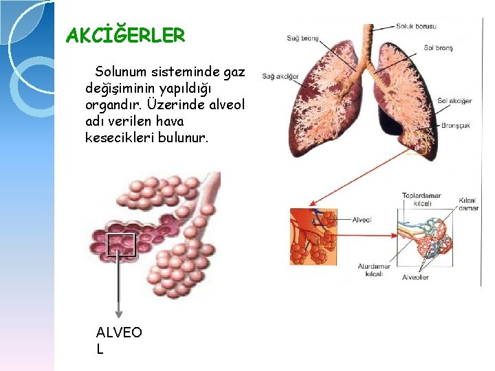 AKCİĞERLER Solunum sisteminde gaz değişiminin yapıldığı organdır. Üzerinde alveol adı verilen hava kesecikleri bulunur.