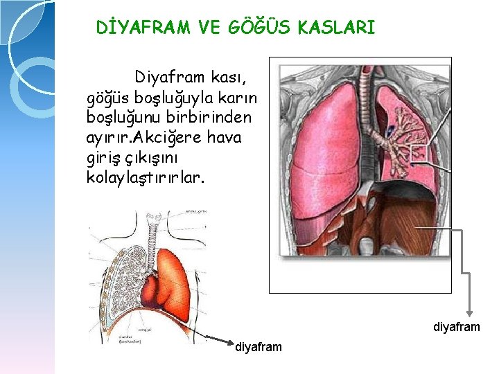 DİYAFRAM VE GÖĞÜS KASLARI Diyafram kası, göğüs boşluğuyla karın boşluğunu birbirinden ayırır. Akciğere hava