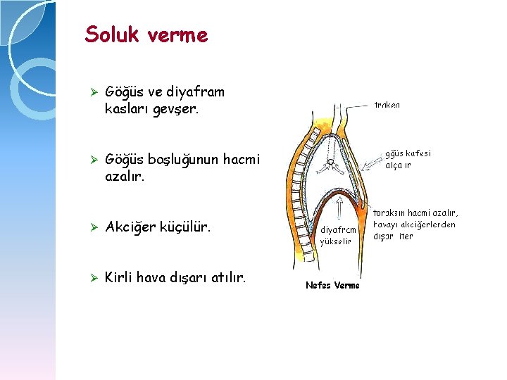 Soluk verme Ø Göğüs ve diyafram kasları gevşer. Ø Göğüs boşluğunun hacmi azalır. Ø