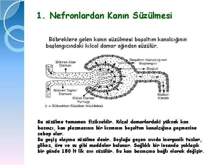 1. Nefronlardan Kanın Süzülmesi Böbreklere gelen kanın süzülmesi boşaltım kanalcığının başlangıcındaki kılcal damar ağından