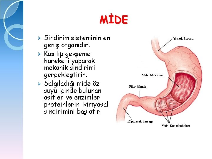 MİDE Sindirim sisteminin en geniş organıdır. Ø Kasılıp gevşeme hareketi yaparak mekanik sindirimi gerçekleştirir.