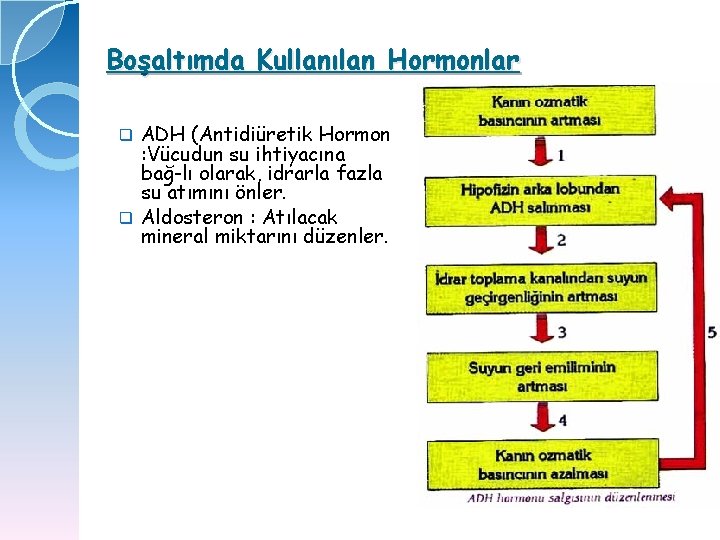 Boşaltımda Kullanılan Hormonlar ADH (Antidiüretik Hormon : Vücudun su ihtiyacına bağ lı olarak, idrarla