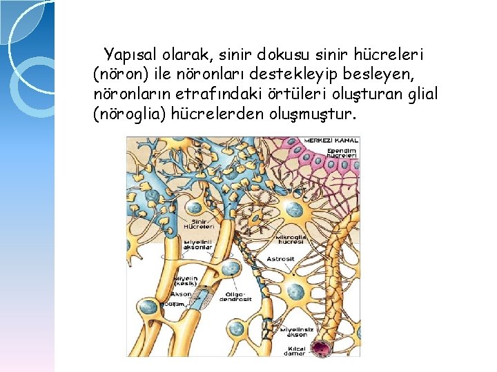 Yapısal olarak, sinir dokusu sinir hücreleri (nöron) ile nöronları destekleyip besleyen, nöronların etrafındaki örtüleri