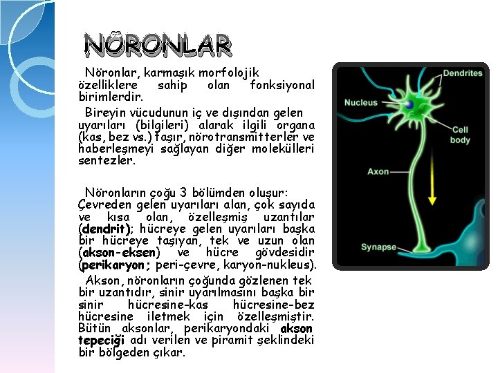 NÖRONLAR Nöronlar, karmaşık morfolojik özelliklere sahip olan fonksiyonal birimlerdir. Bireyin vücudunun iç ve dışından