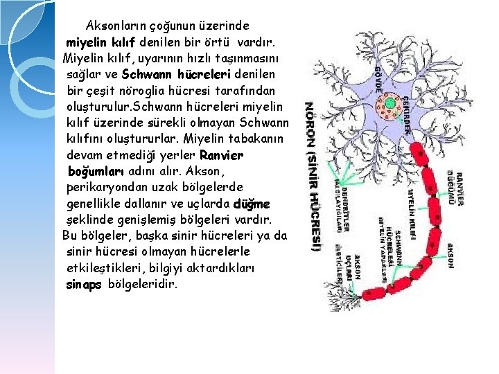 Aksonların çoğunun üzerinde miyelin kılıf denilen bir örtü vardır. Miyelin kılıf, uyarının hızlı taşınmasını