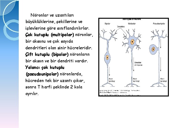 Nöronlar ve uzantıları büyüklüklerine, şekillerine ve işlevlerine göre sınıflandırılırlar. Çok kutuplu (multipolar) nöronlar, bir