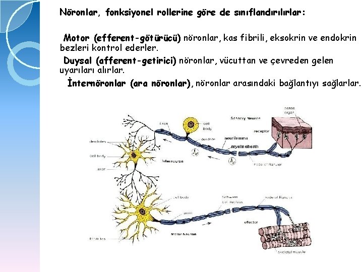 Nöronlar, fonksiyonel rollerine göre de sınıflandırılırlar: Motor (efferent-götürücü) nöronlar, kas fibrili, eksokrin ve endokrin